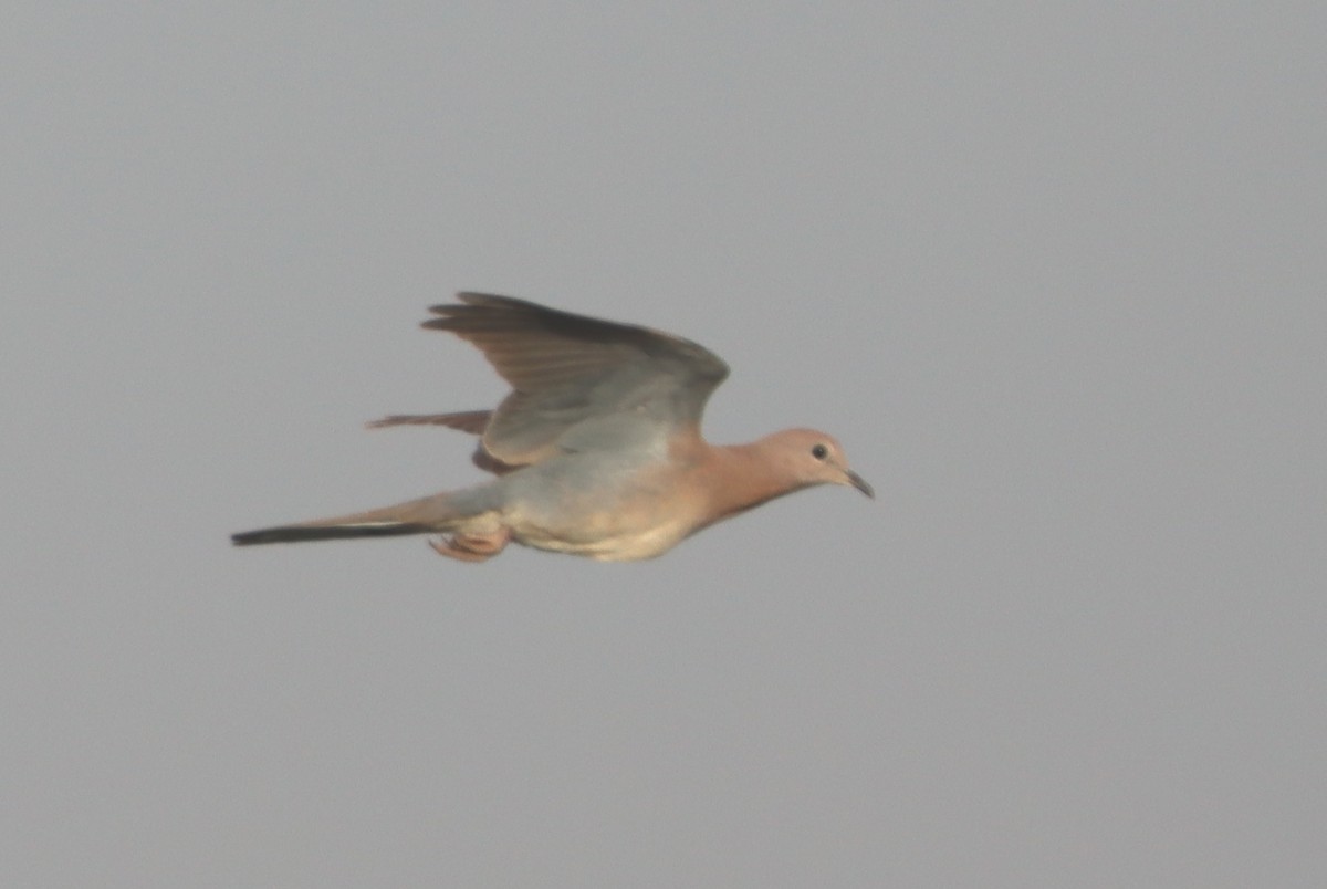 Laughing Dove - ML618071948