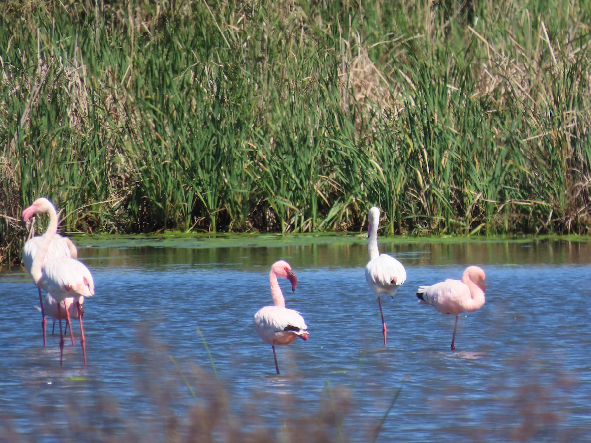 Lesser Flamingo - Ursula  Mitra