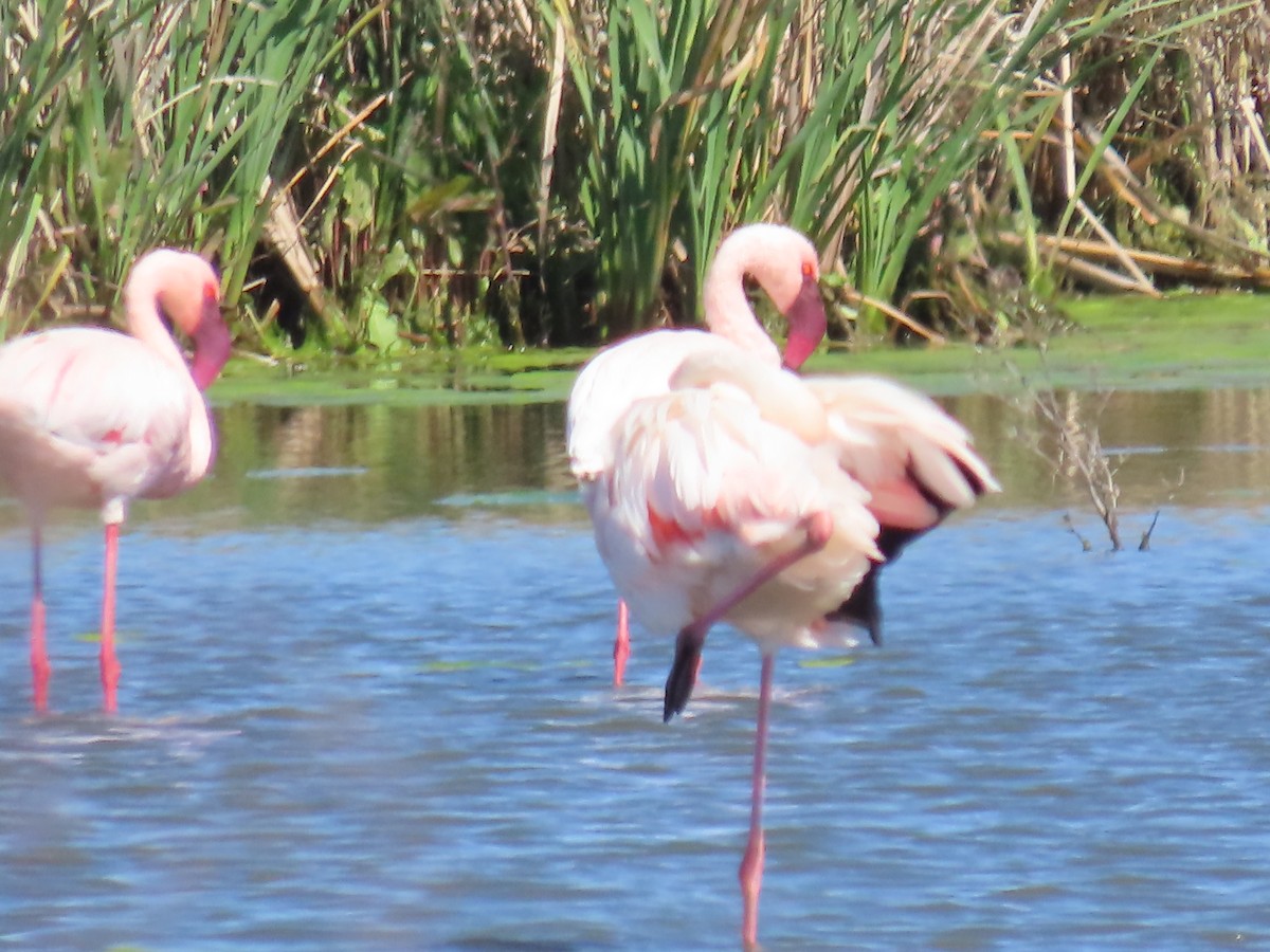 Lesser Flamingo - Ursula  Mitra