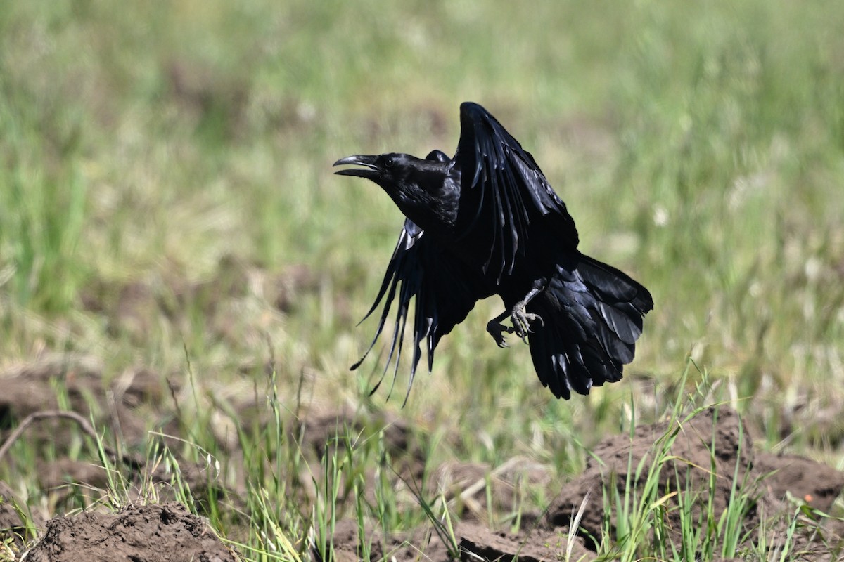 Common Raven - Larry Jordan