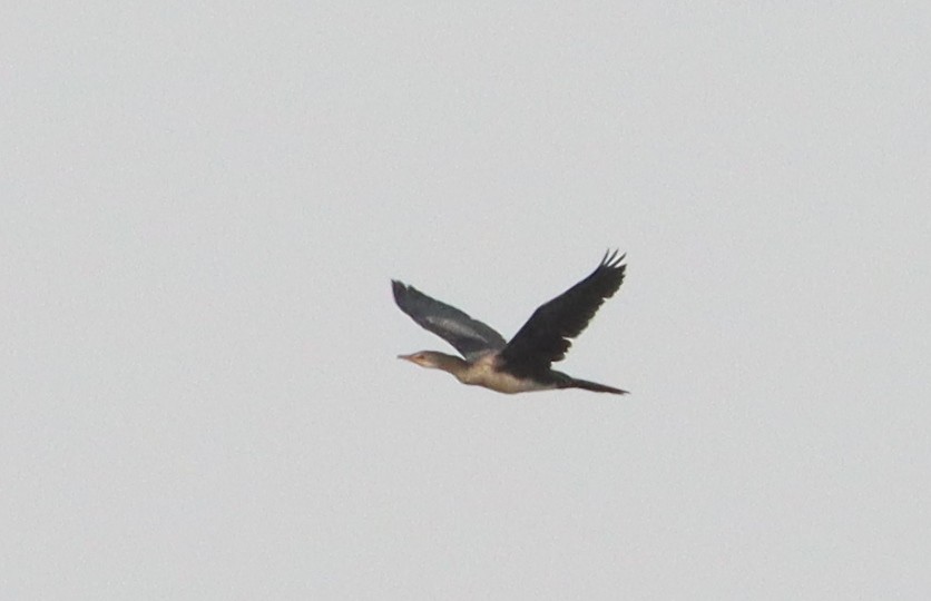 Long-tailed Cormorant - ML618071988