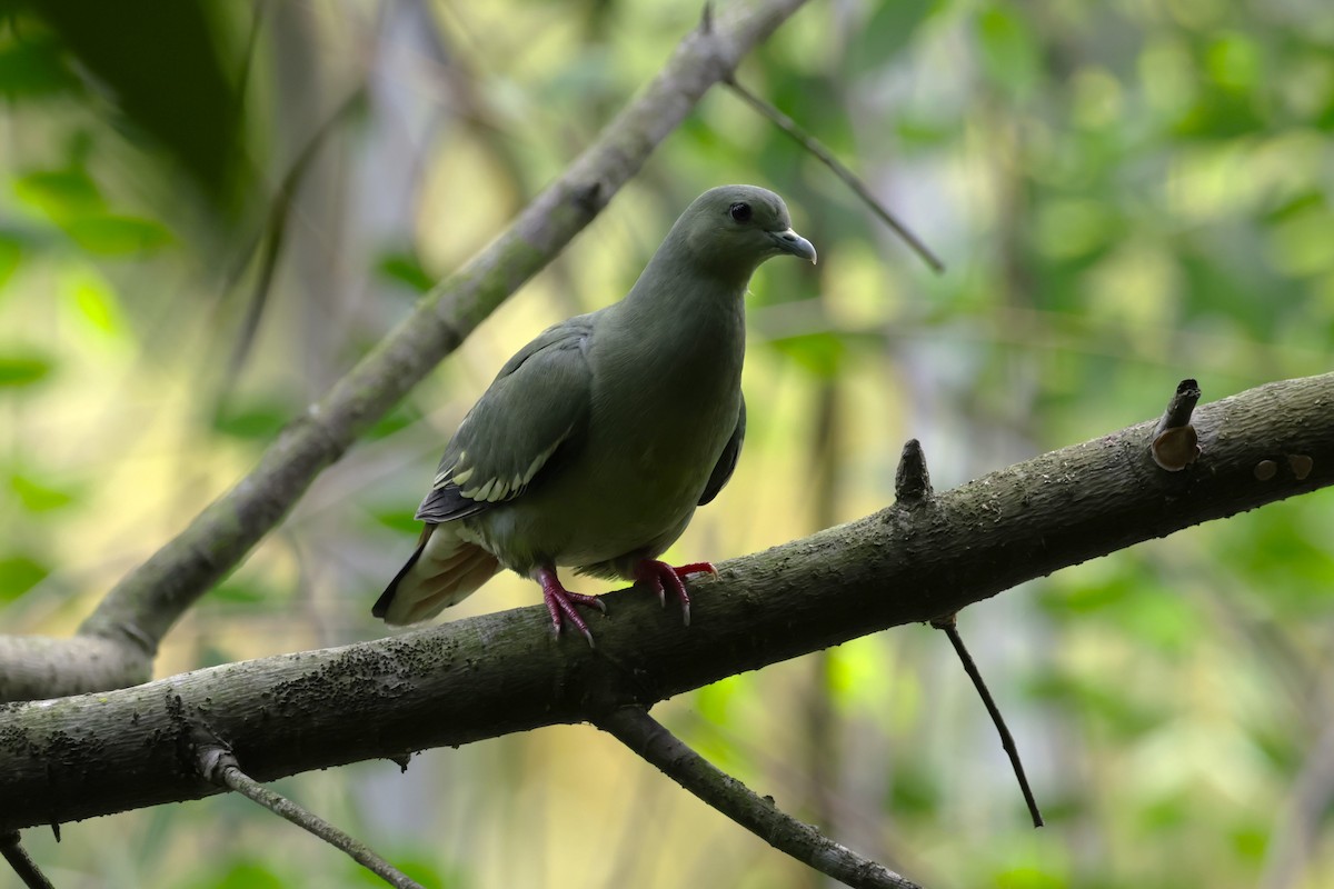 Pink-necked Green-Pigeon - ML618071995