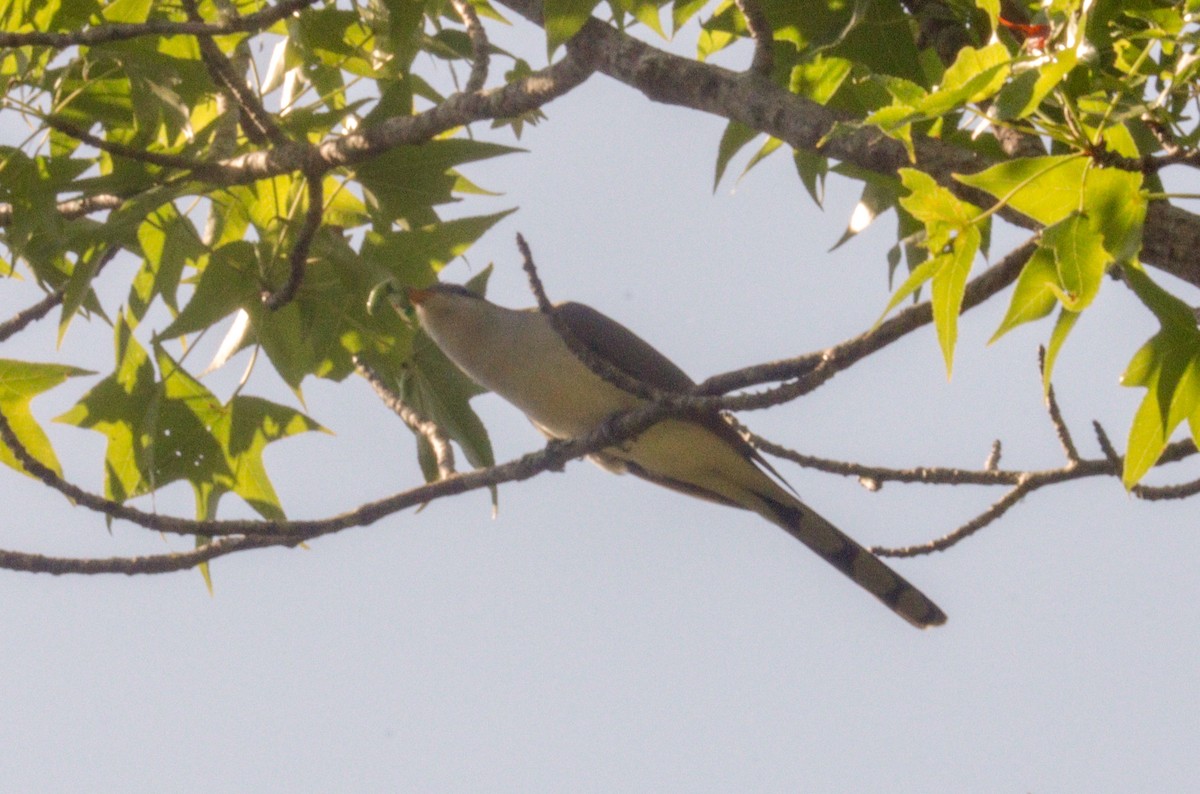 Yellow-billed Cuckoo - Daphne Asbell