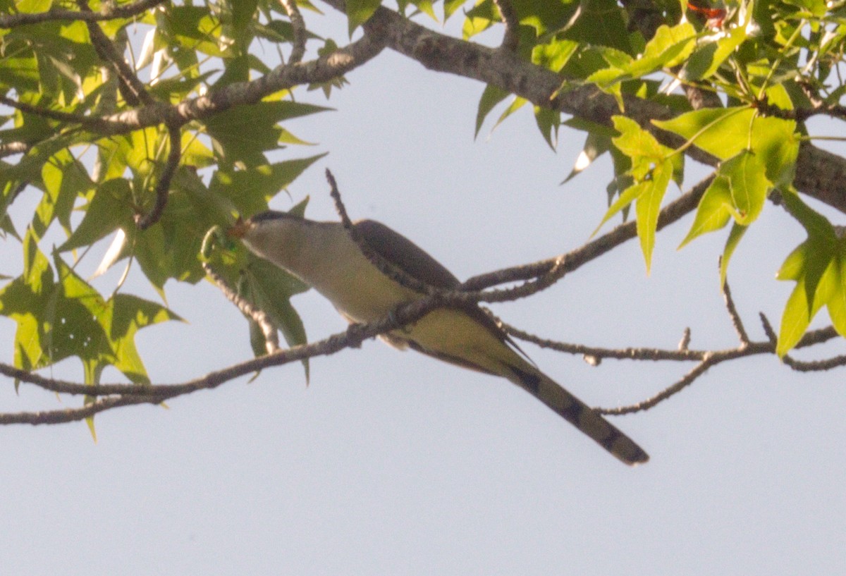 Yellow-billed Cuckoo - Daphne Asbell