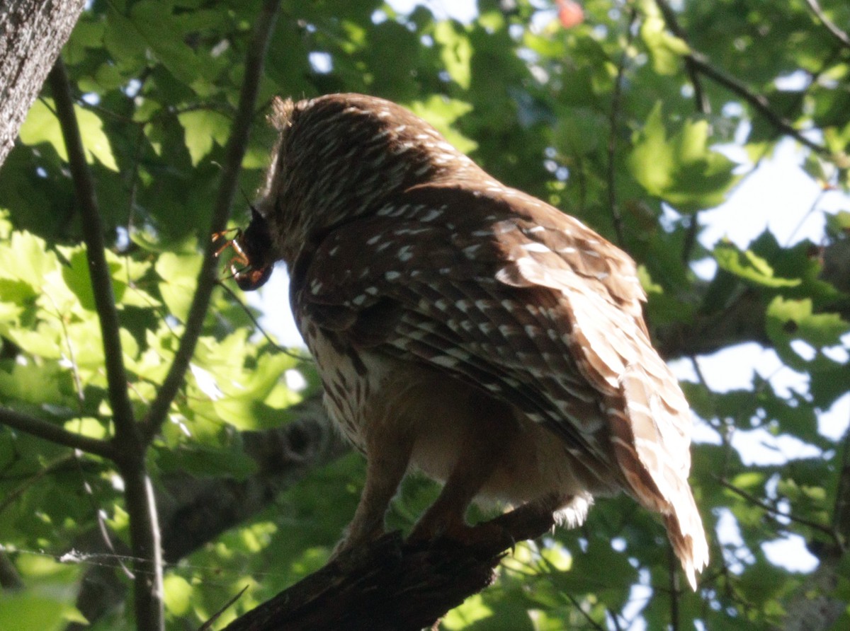 Barred Owl - Daphne Asbell