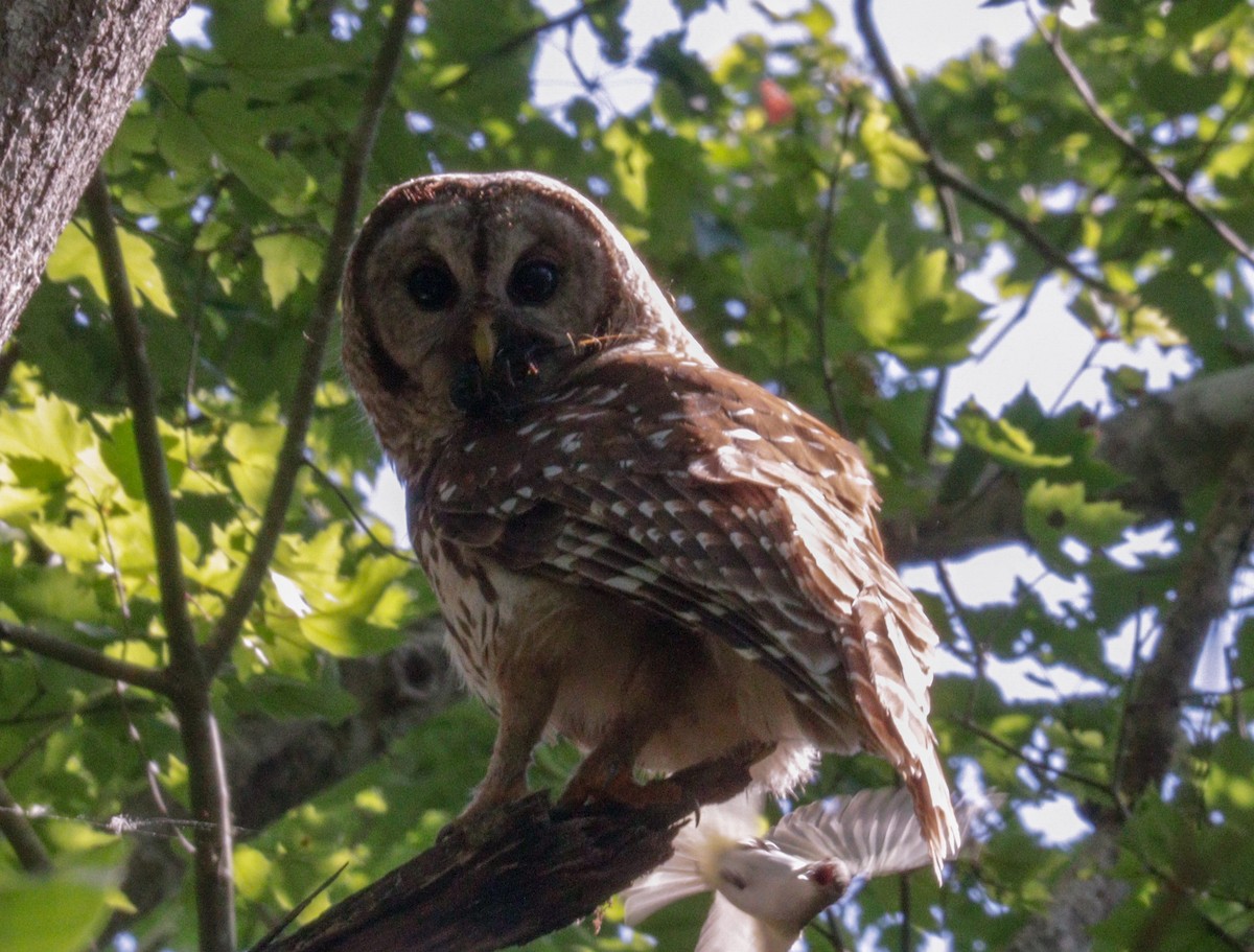 Barred Owl - Daphne Asbell