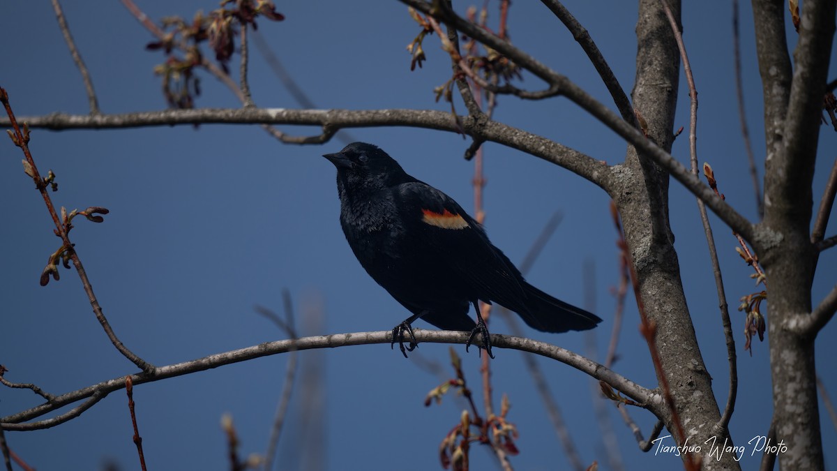 Red-winged Blackbird - Tianshuo Wang