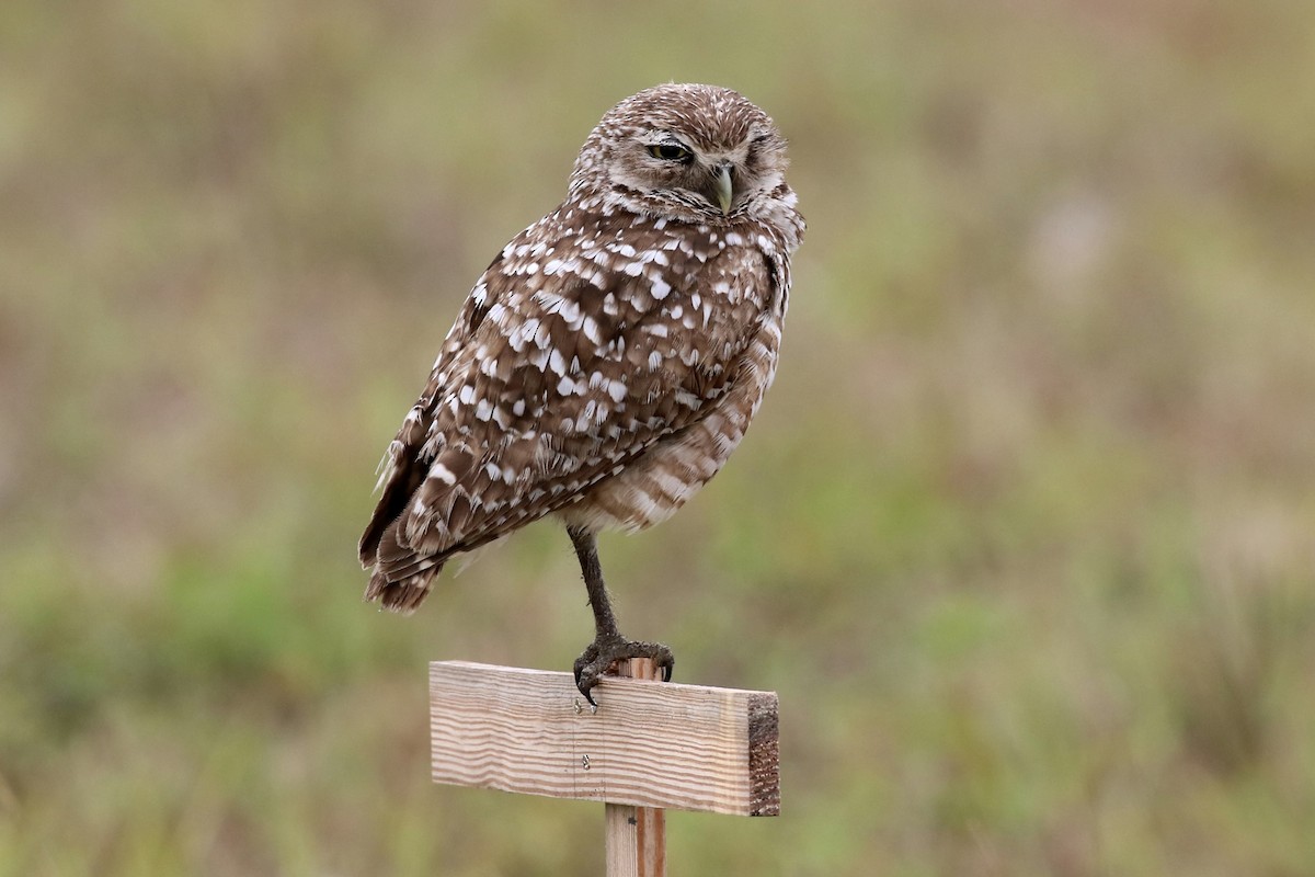 Burrowing Owl - Lori Charron