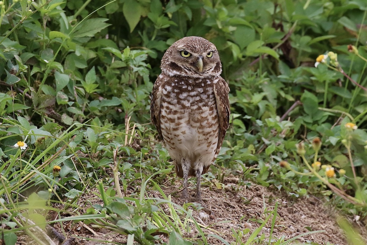 Burrowing Owl - ML618072084