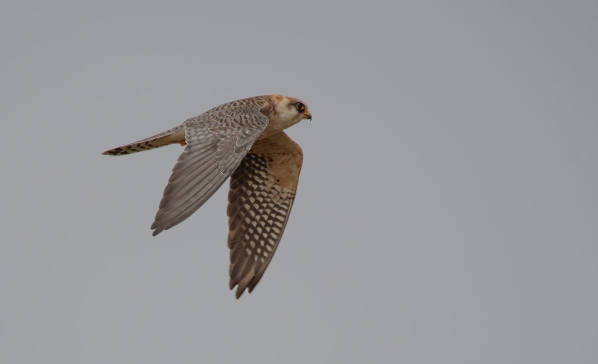 Red-footed Falcon - Giota Bourneli