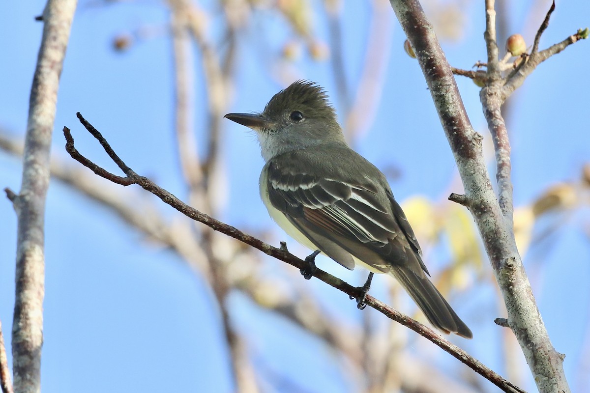 Great Crested Flycatcher - ML618072110