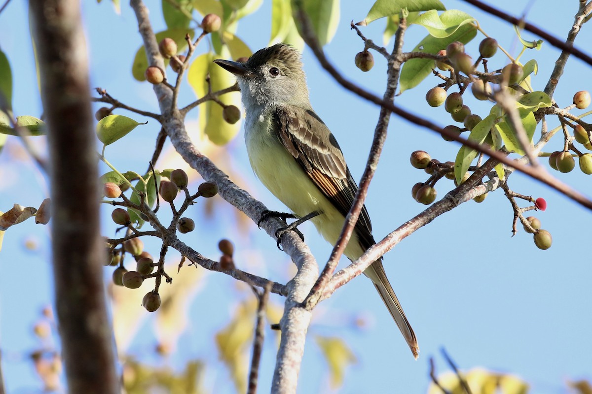 Great Crested Flycatcher - ML618072111