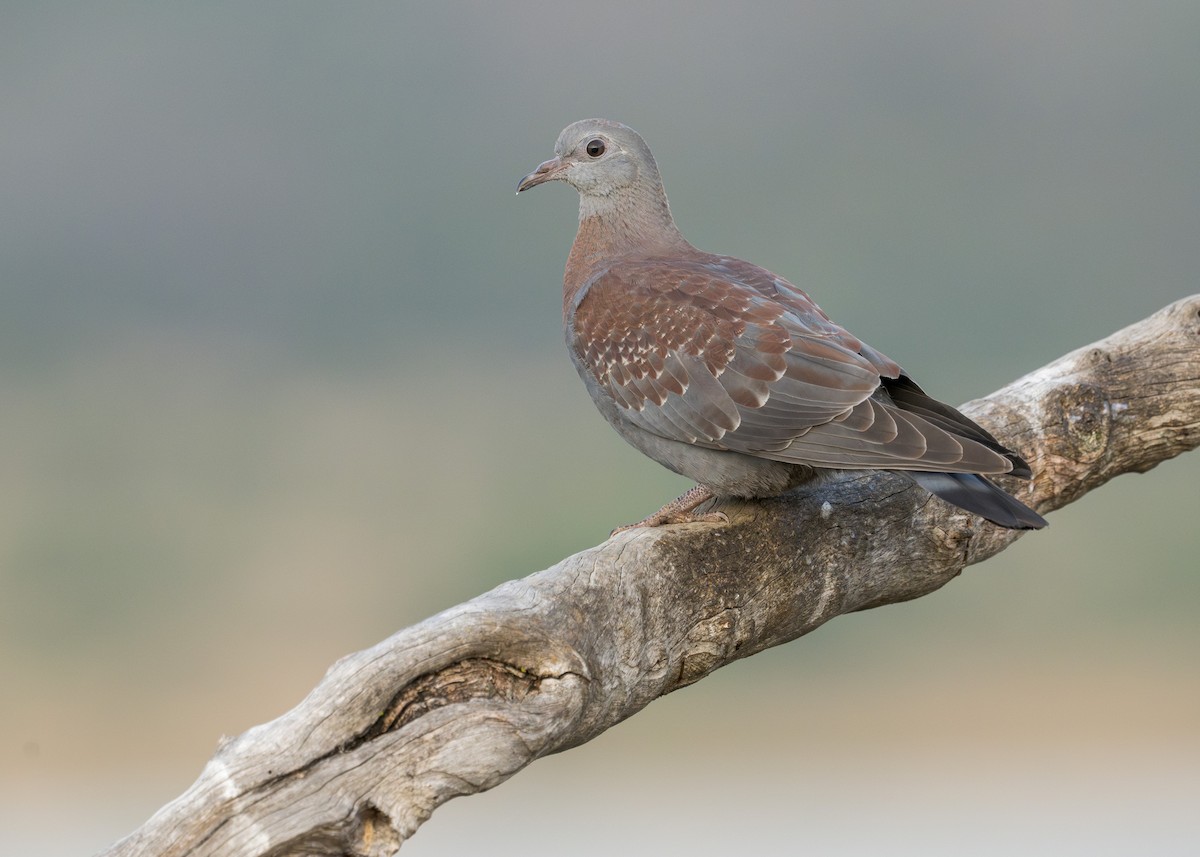 Speckled Pigeon - ML618072115