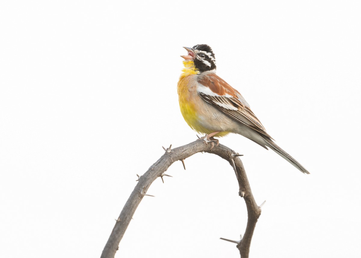Golden-breasted Bunting - ML618072117
