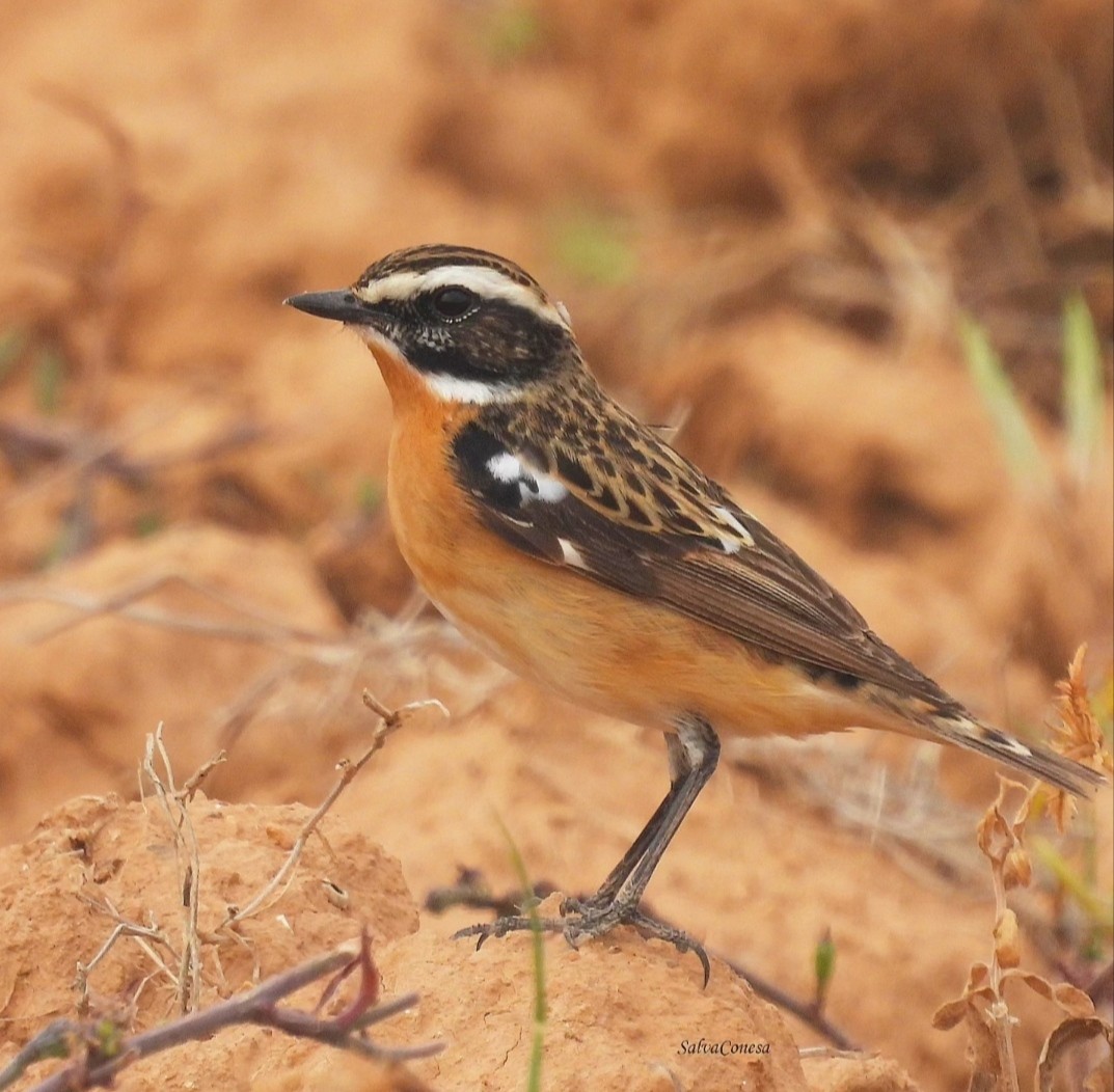Whinchat - ML618072118