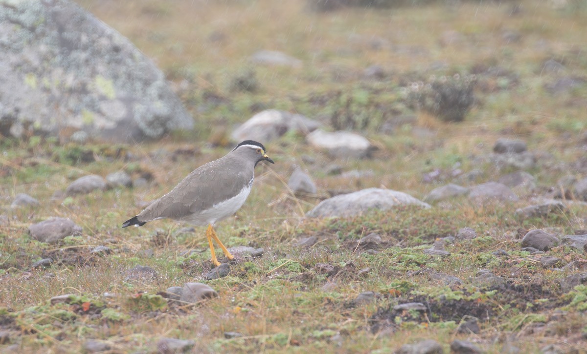 Spot-breasted Lapwing - ML618072148