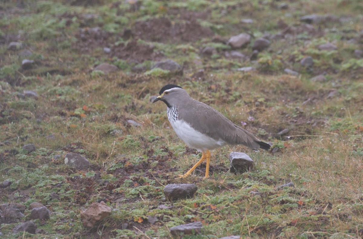 Spot-breasted Lapwing - ML618072149