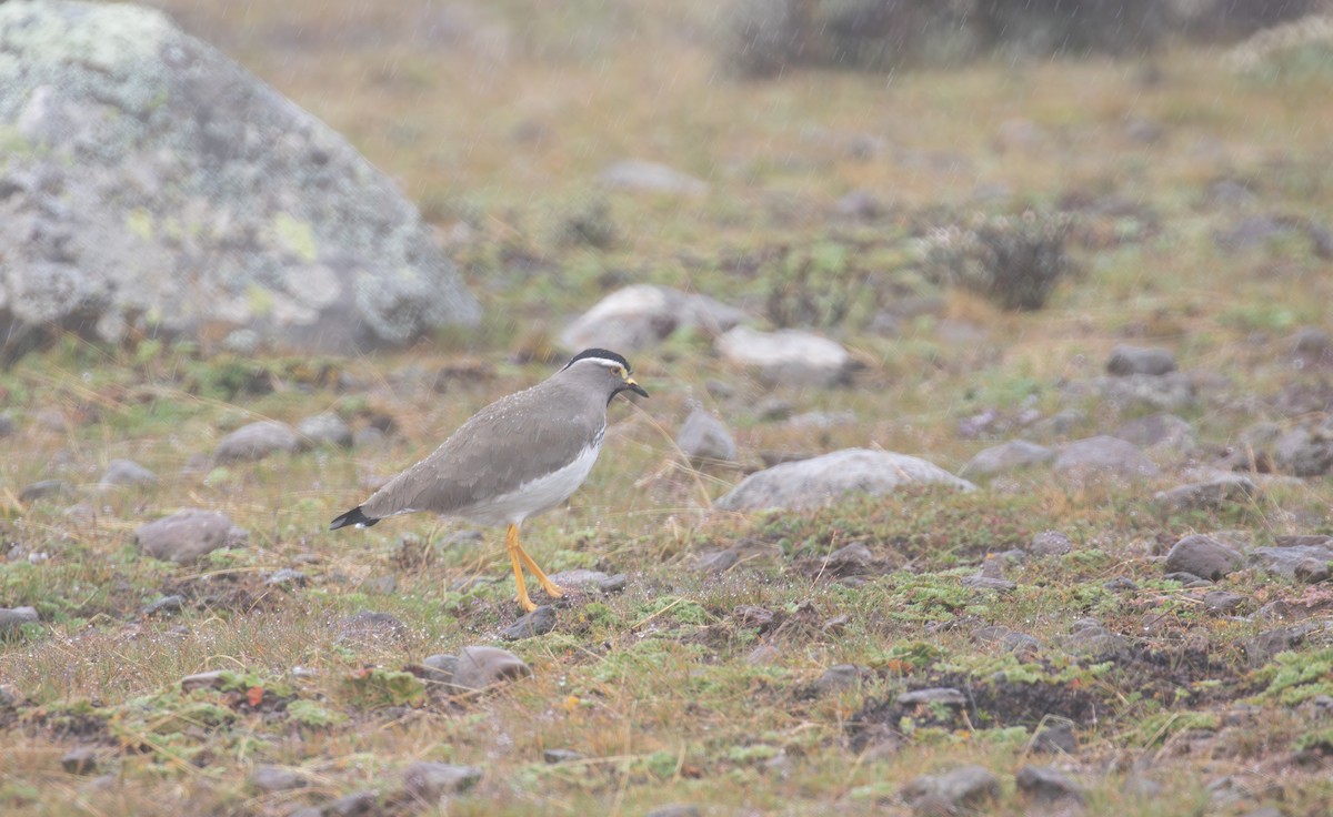 Spot-breasted Lapwing - simon walkley