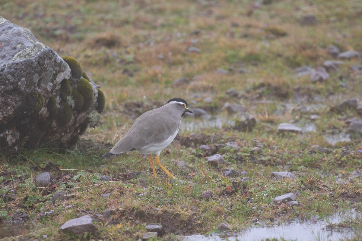 Spot-breasted Lapwing - simon walkley
