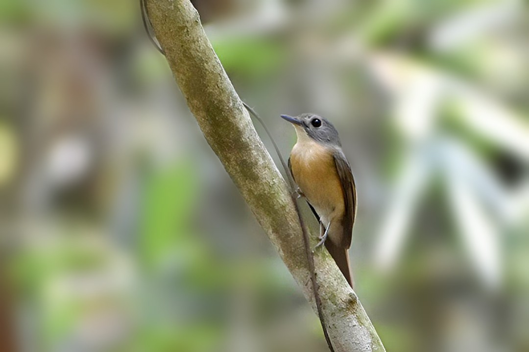 Pale-chinned Flycatcher - ML618072174