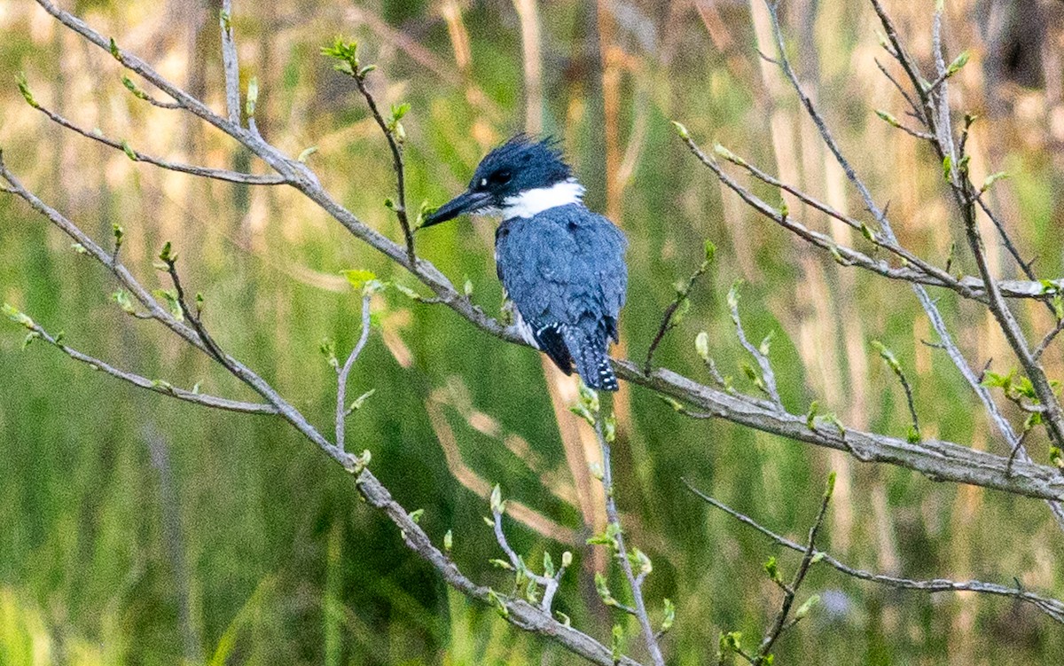 Belted Kingfisher - ML618072184