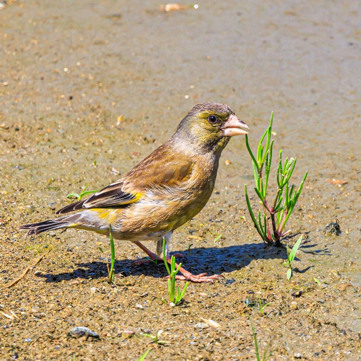 Oriental Greenfinch - Masaharu Inada