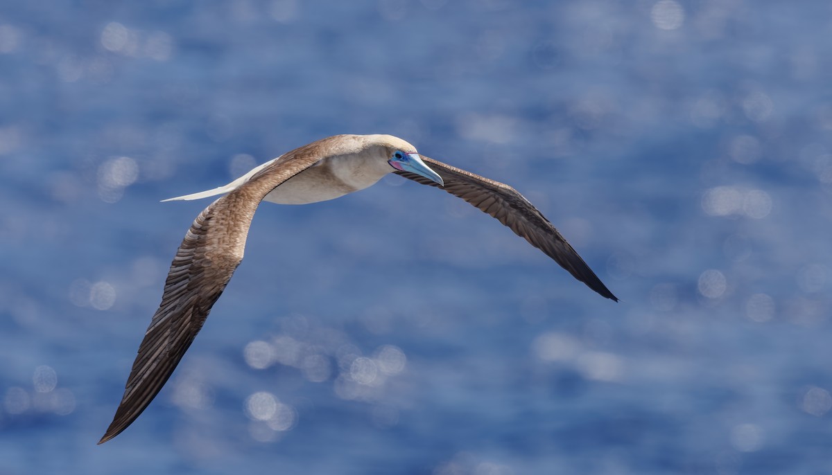 Red-footed Booby - ML618072220