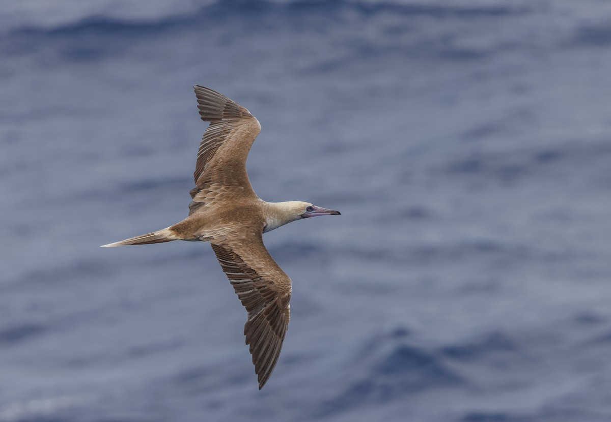 Red-footed Booby - Mike Edgecombe