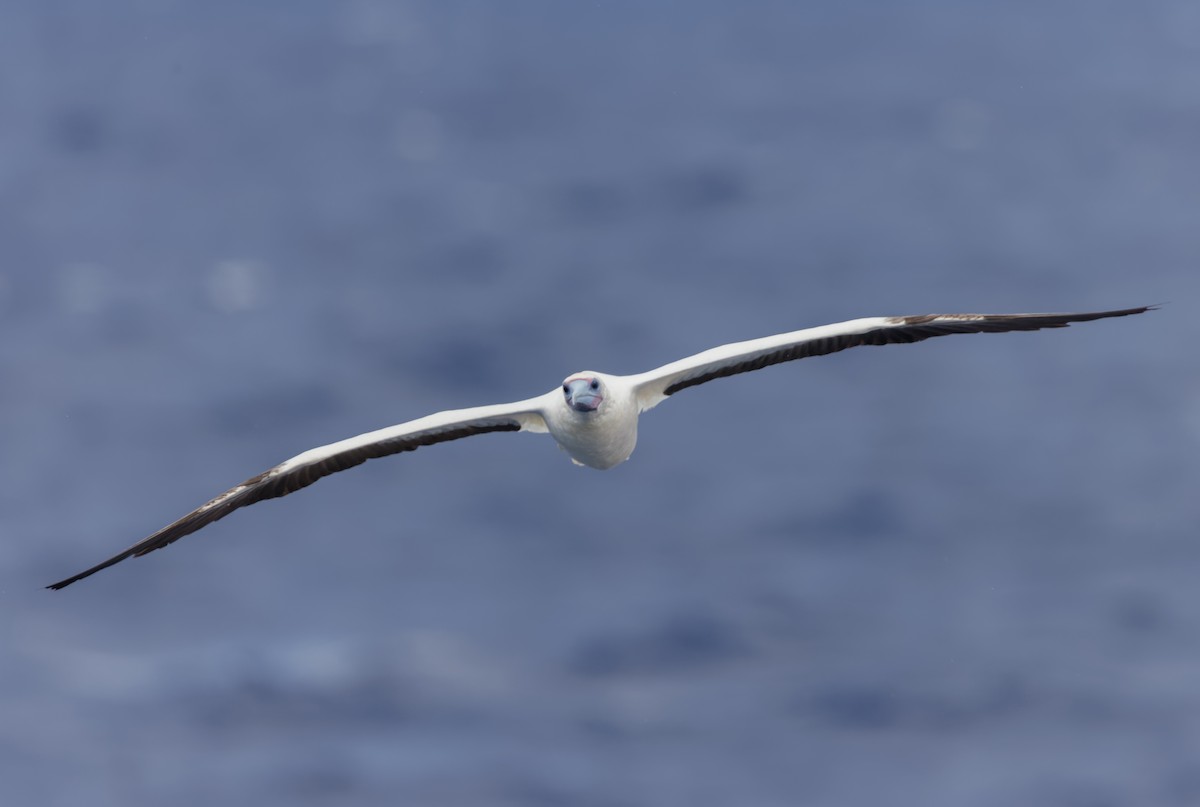 Red-footed Booby - ML618072232