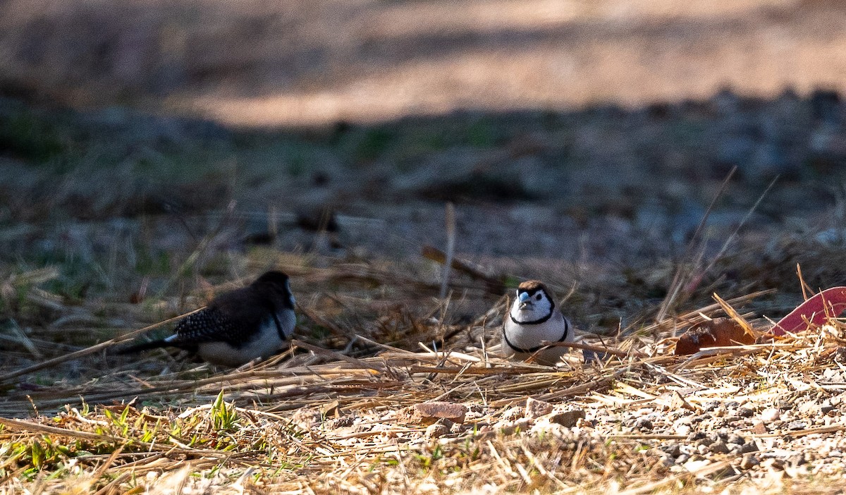 Double-barred Finch - Rob Clay