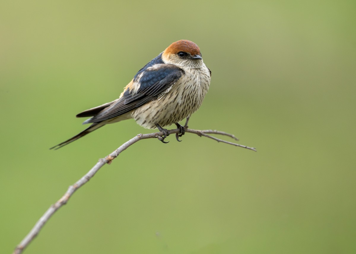 Greater Striped Swallow - Heyn de Kock