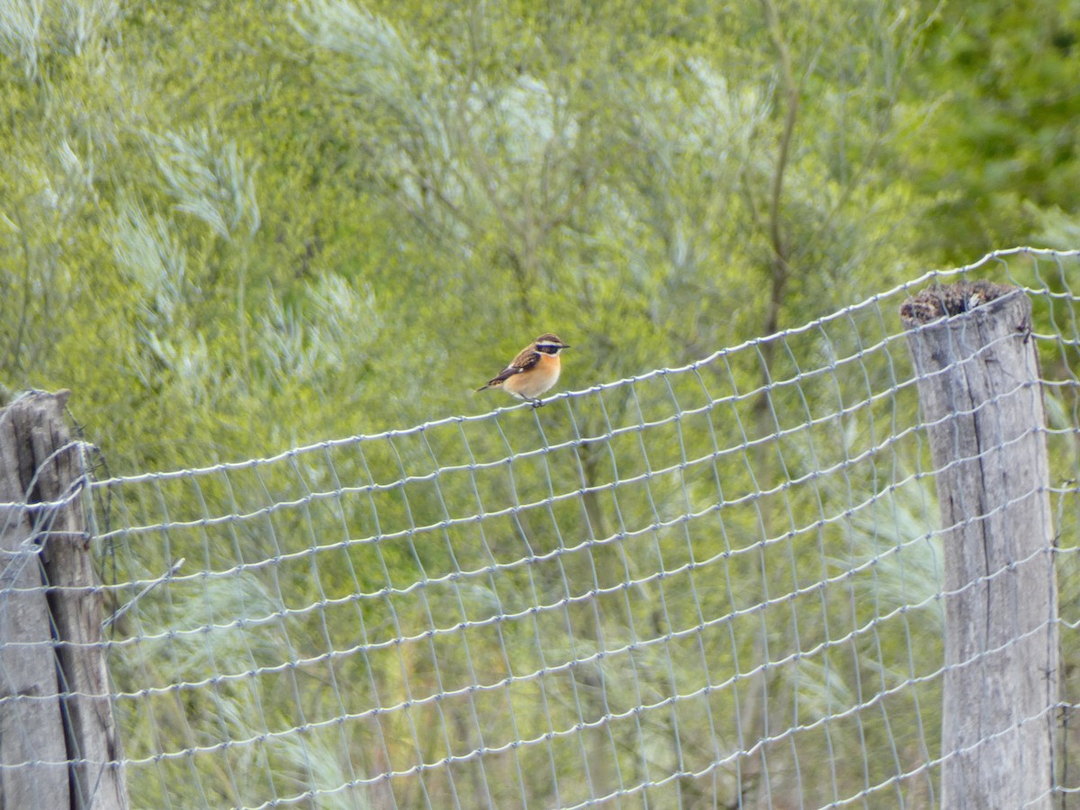 Whinchat - ML618072258