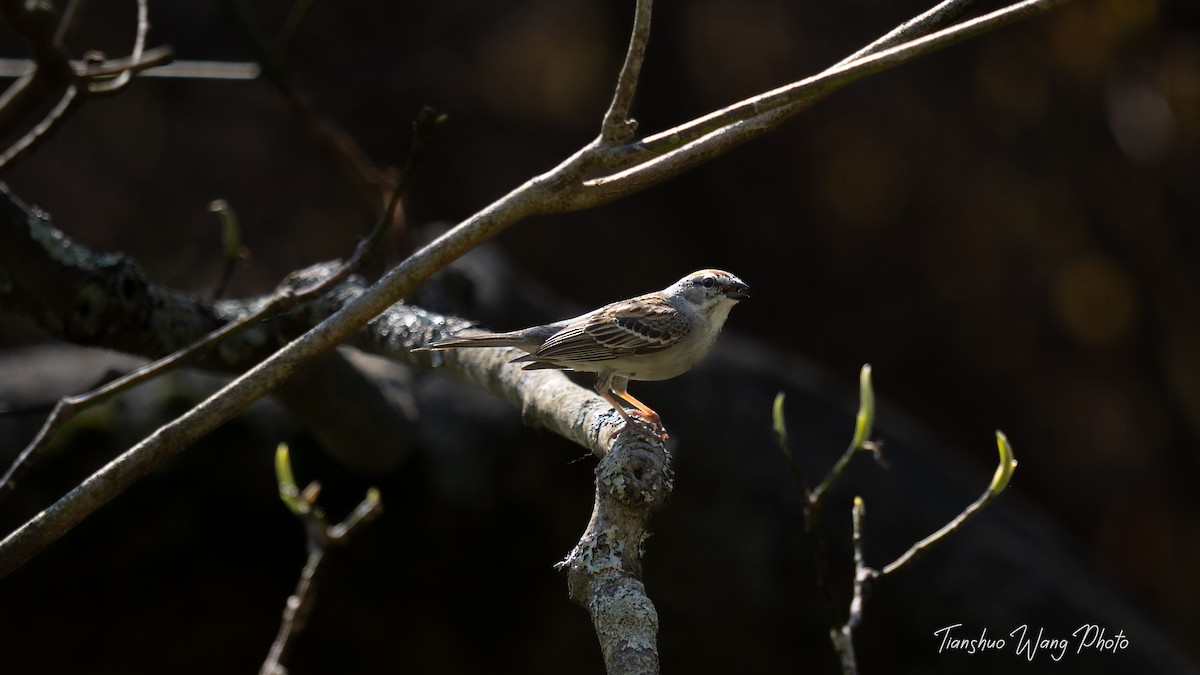 Chipping Sparrow - Tianshuo Wang