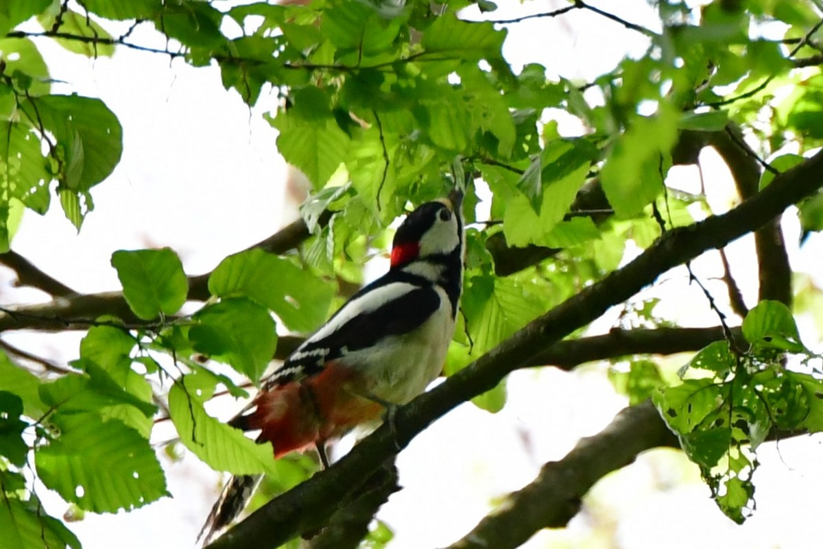 Great Spotted Woodpecker - Raphaël Neukomm