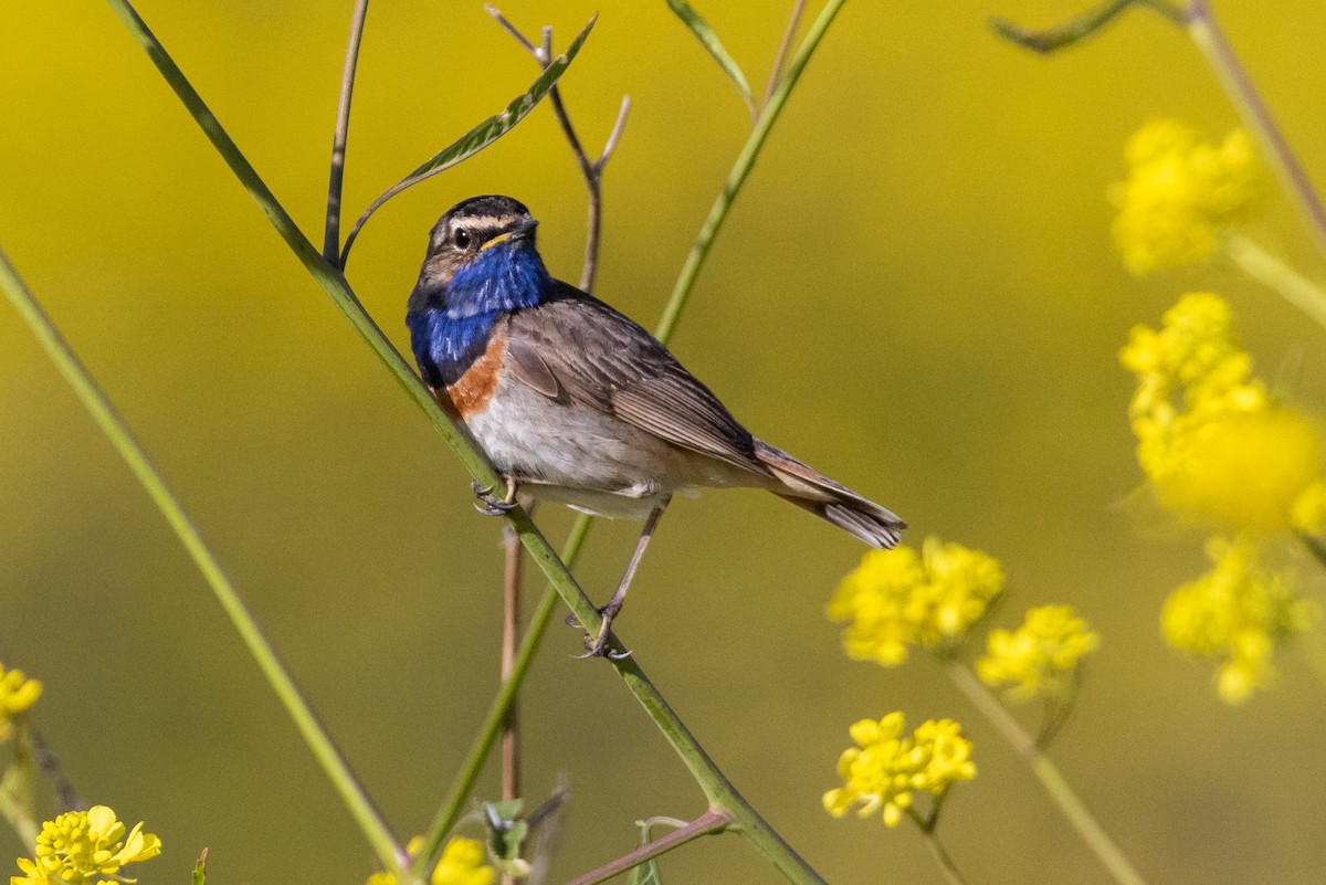 Bluethroat (White-spotted) - Andy Butler