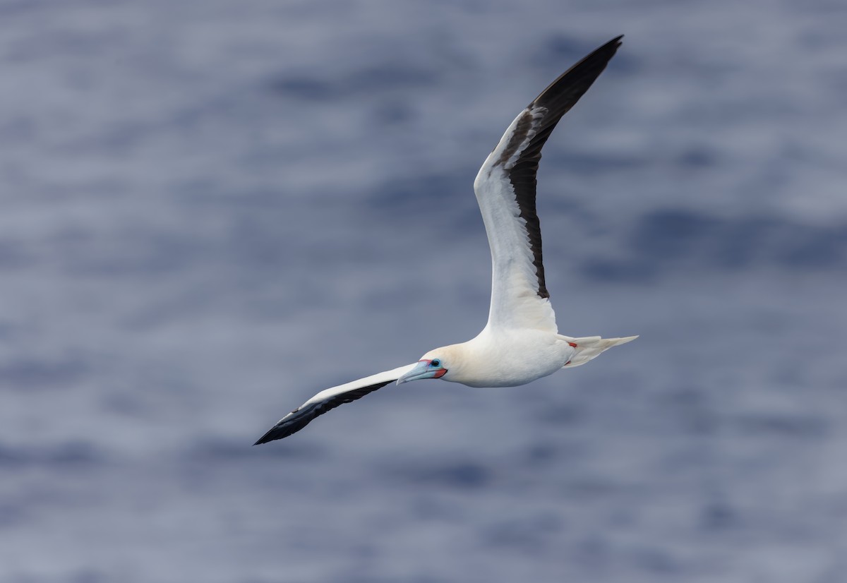 Red-footed Booby - ML618072292