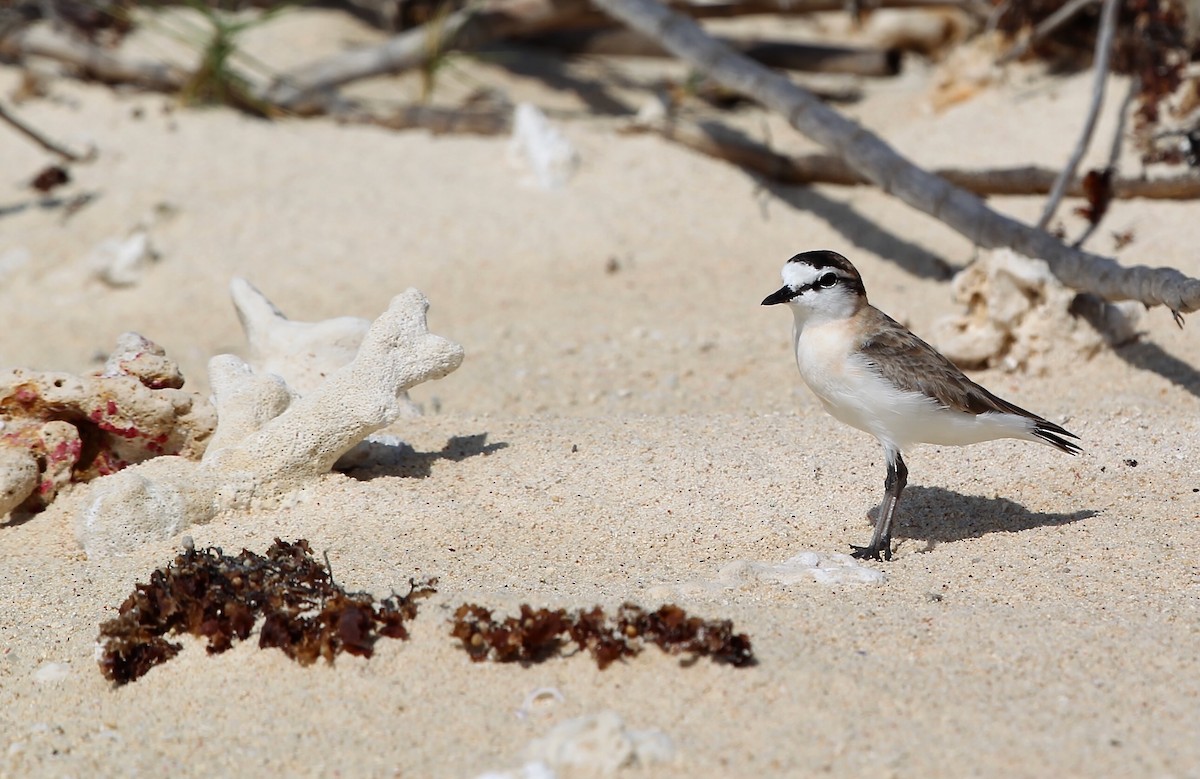 White-fronted Plover - ML618072306