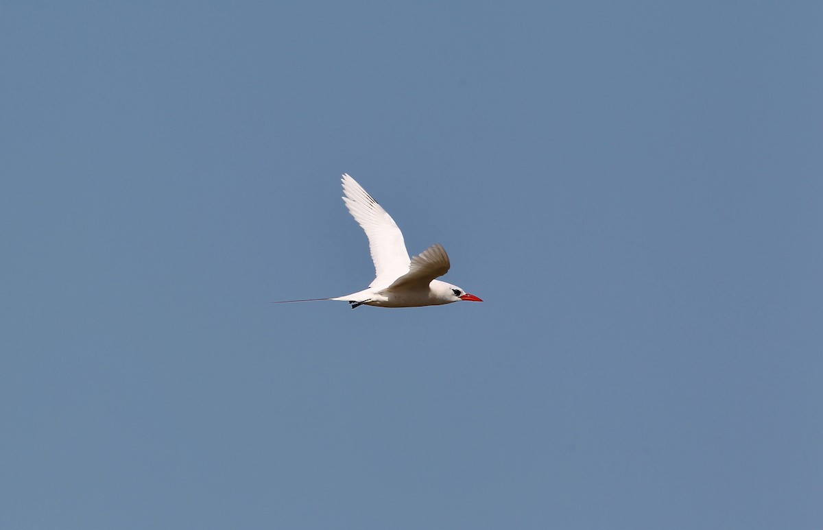 Red-tailed Tropicbird - ML618072313