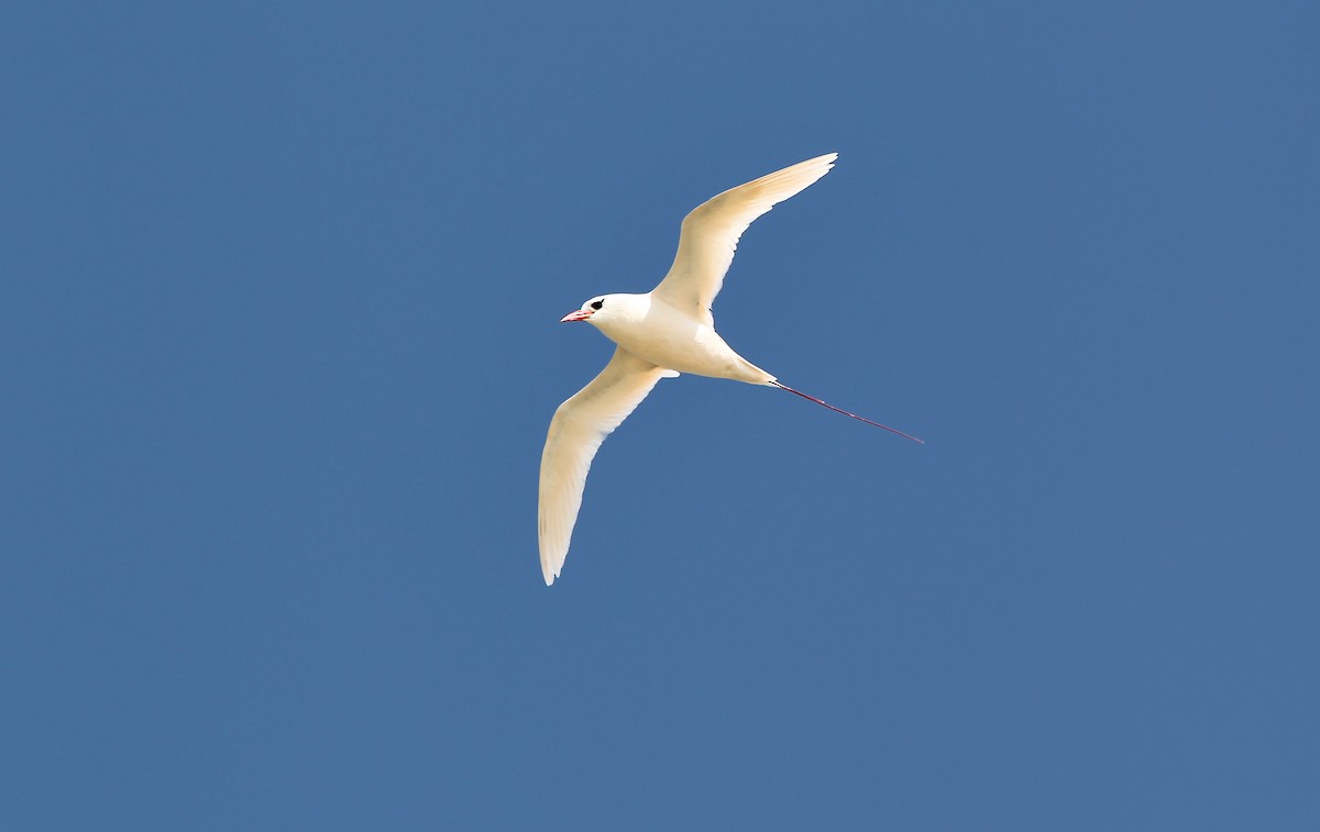 Red-tailed Tropicbird - ML618072314