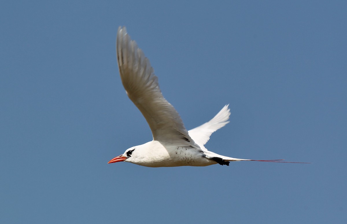 Red-tailed Tropicbird - ML618072315