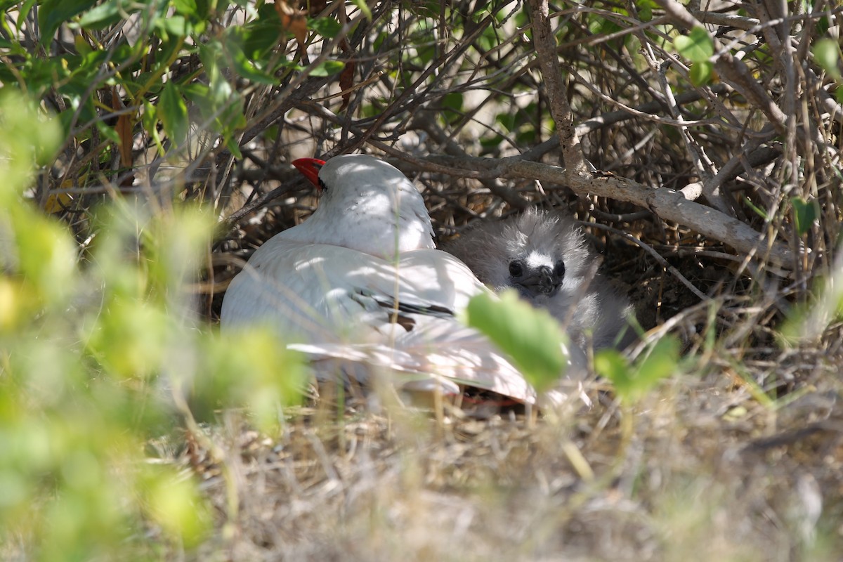 Red-tailed Tropicbird - ML618072316