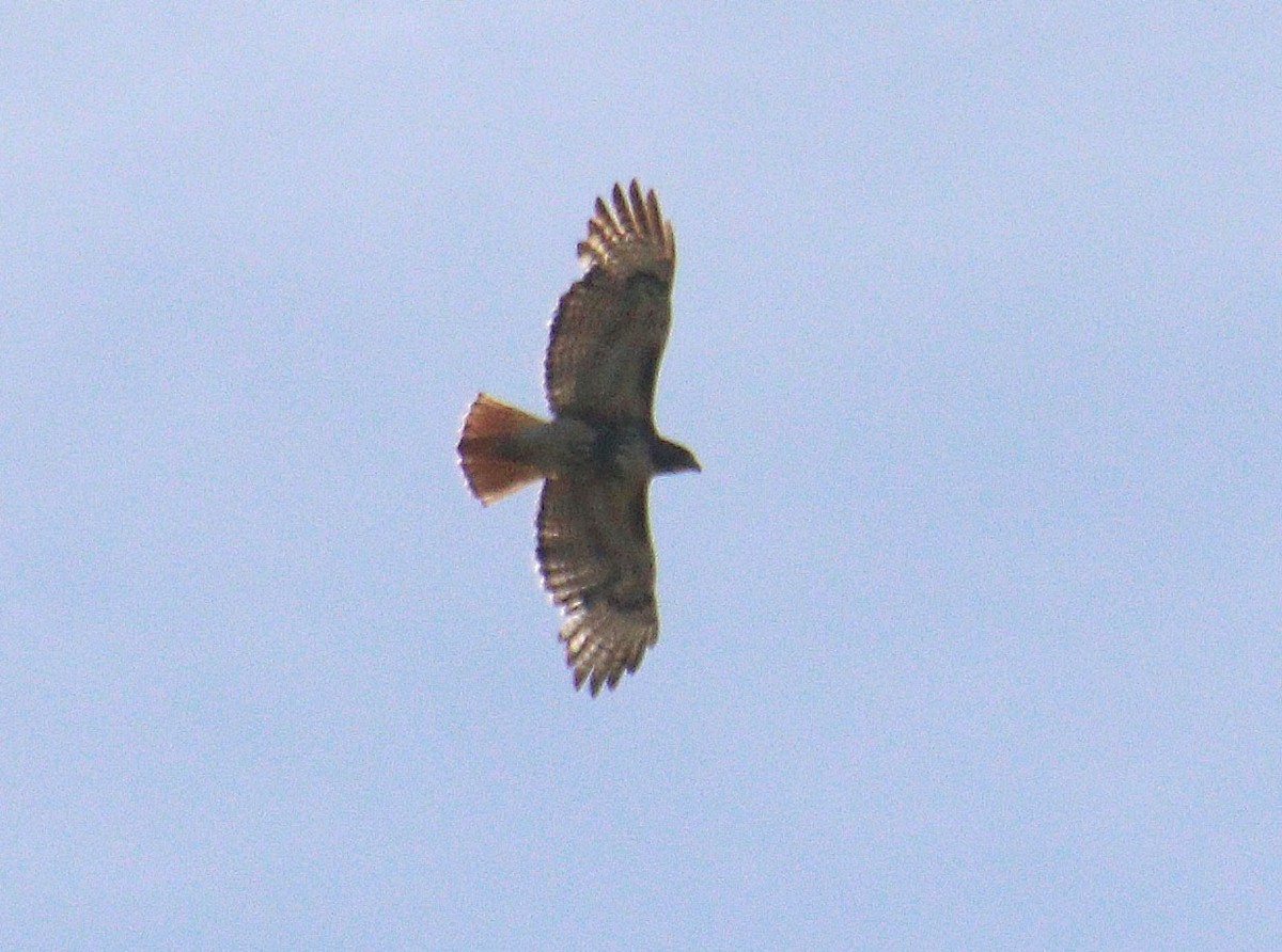Red-tailed Hawk - Pat Mulligan