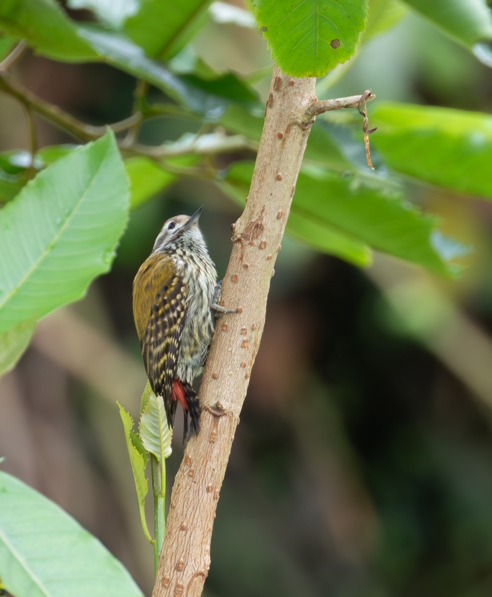 Abyssinian Woodpecker - simon walkley