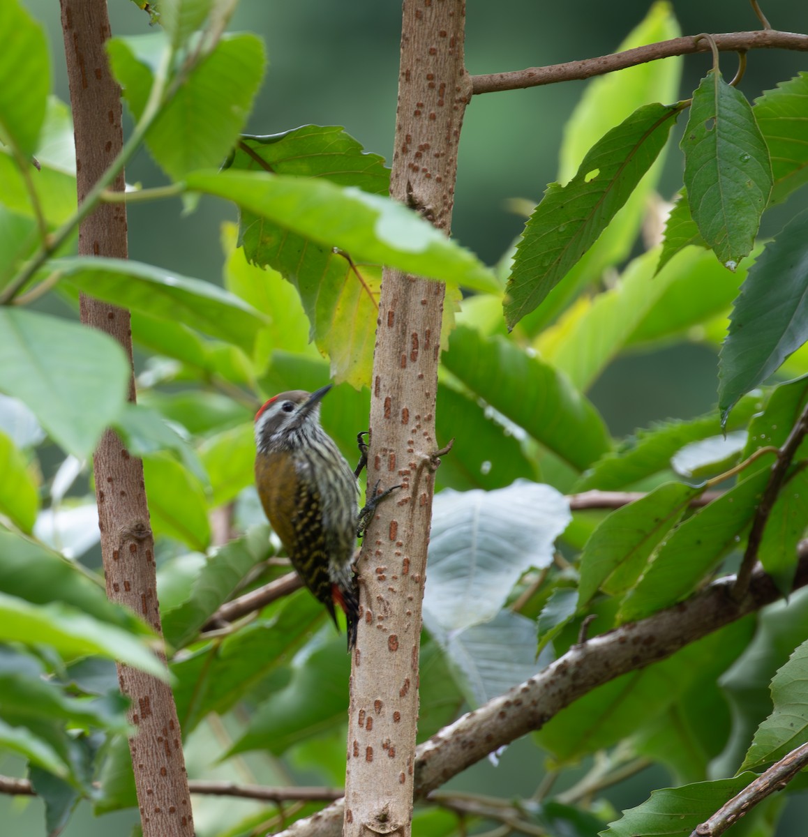 Abyssinian Woodpecker - simon walkley