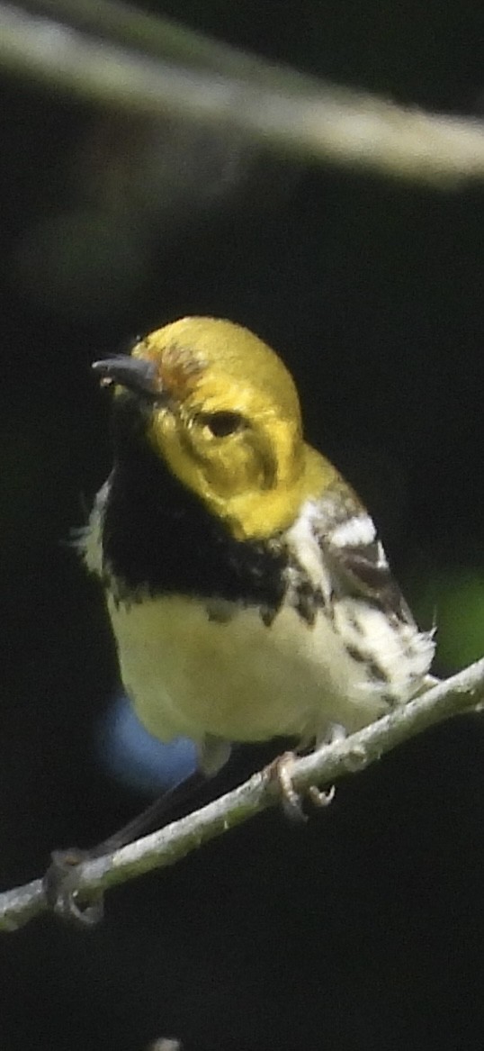 Black-throated Green Warbler - Lawrence Datnoff