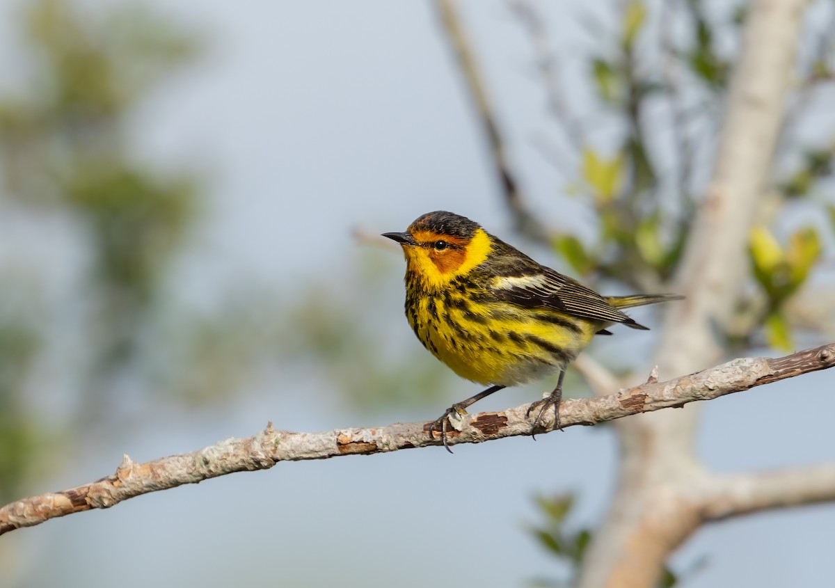 Cape May Warbler - ML618072382