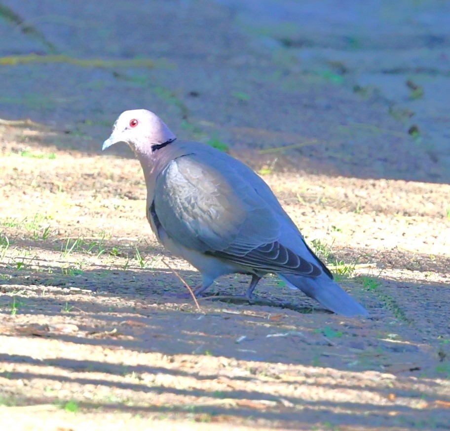 Red-eyed Dove - ML618072387