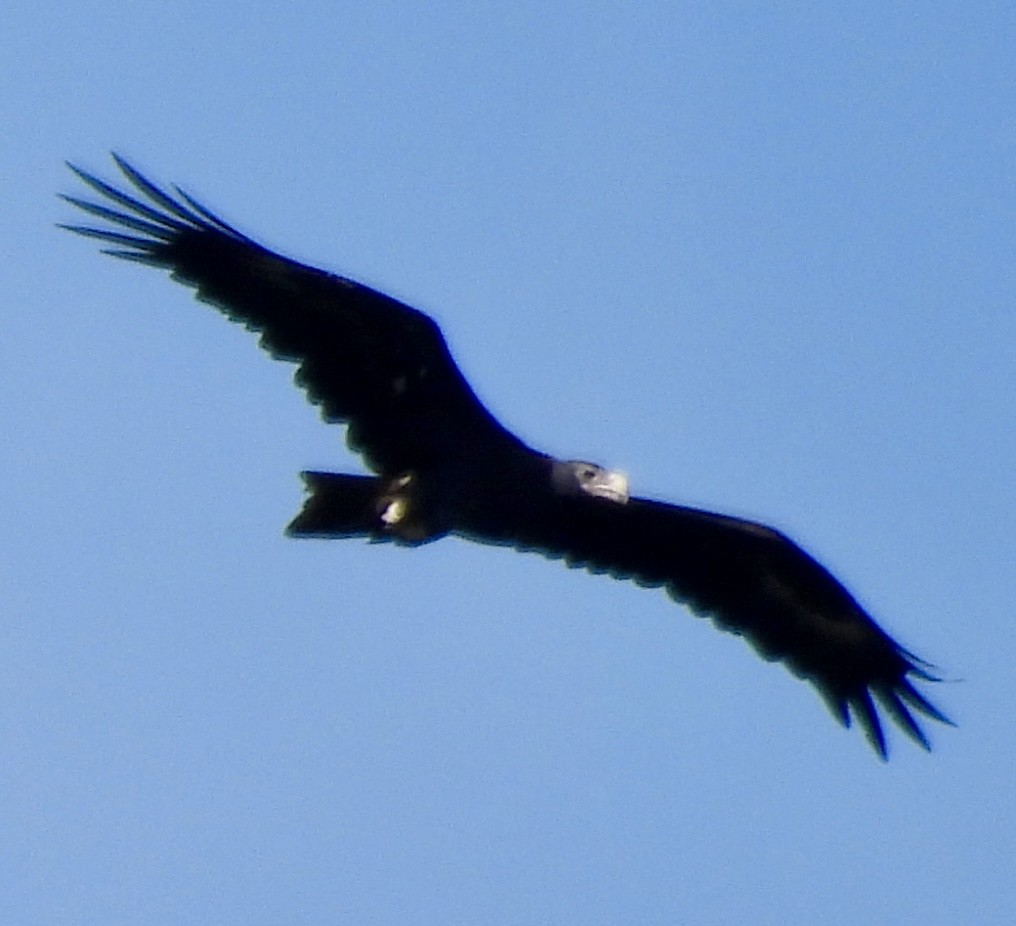 Wedge-tailed Eagle - ML618072395