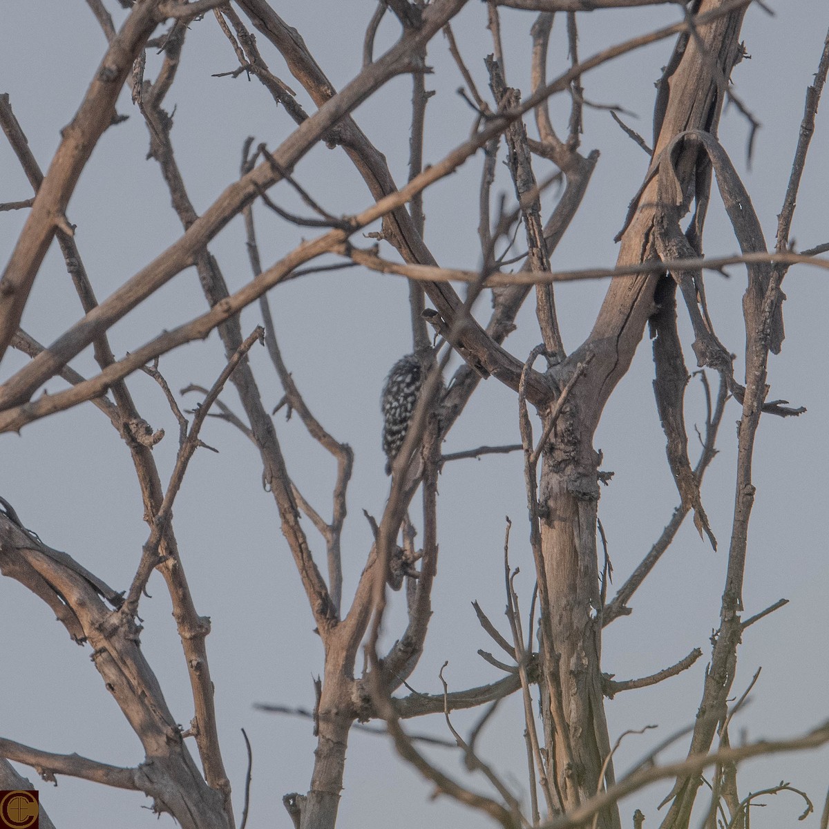 Yellow-crowned Woodpecker - ML618072396