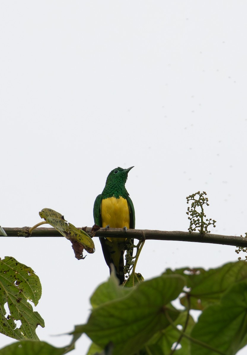 African Emerald Cuckoo - ML618072405